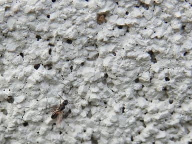 Dolichoderus plagiatus photo 47