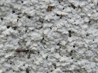 Dolichoderus plagiatus photo 48