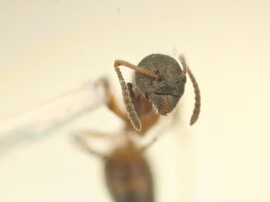 Dolichoderus plagiatus photo 59