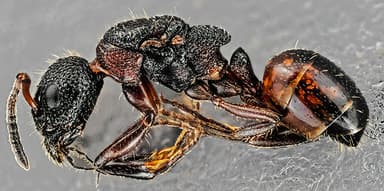 Dolichoderus plagiatus — queen photo 60