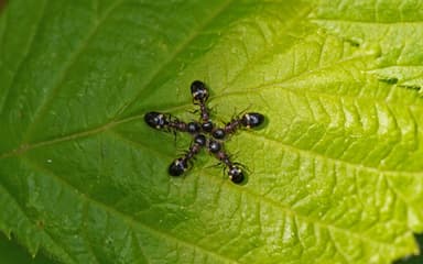 Dolichoderus quadripunctatus photo 11