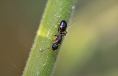 Dolichoderus quadripunctatus photo 12