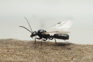 Dolichoderus quadripunctatus photo 13