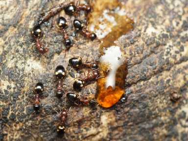 Dolichoderus quadripunctatus photo 14