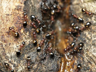 Dolichoderus quadripunctatus photo 16