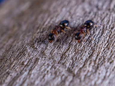 Dolichoderus quadripunctatus photo 17