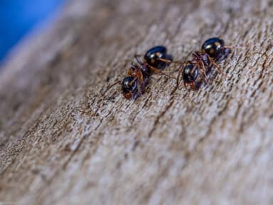 Dolichoderus quadripunctatus photo 18