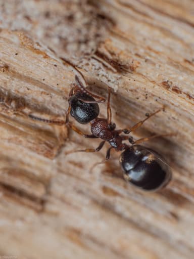 Dolichoderus quadripunctatus photo 19