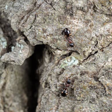Dolichoderus quadripunctatus photo 20
