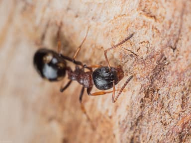 Dolichoderus quadripunctatus photo 22