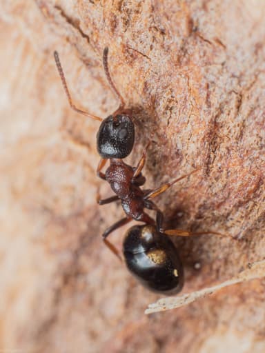 Dolichoderus quadripunctatus photo 23
