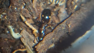 Dolichoderus quadripunctatus photo 24