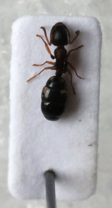 Dolichoderus quadripunctatus photo 25