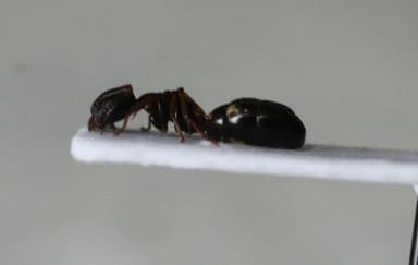 Dolichoderus quadripunctatus photo 26