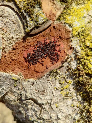 Dolichoderus quadripunctatus photo 27