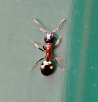 Dolichoderus quadripunctatus photo 28