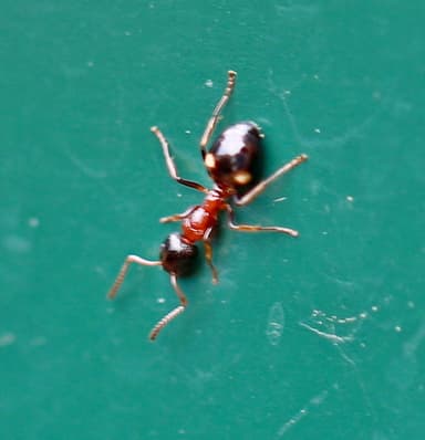 Dolichoderus quadripunctatus photo 29