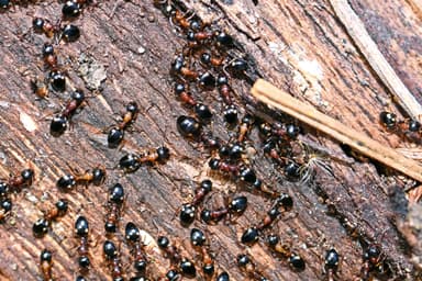 Dolichoderus quadripunctatus photo 30
