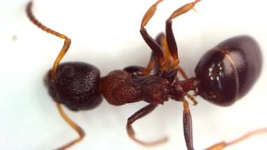 Dolichoderus quadripunctatus photo 31