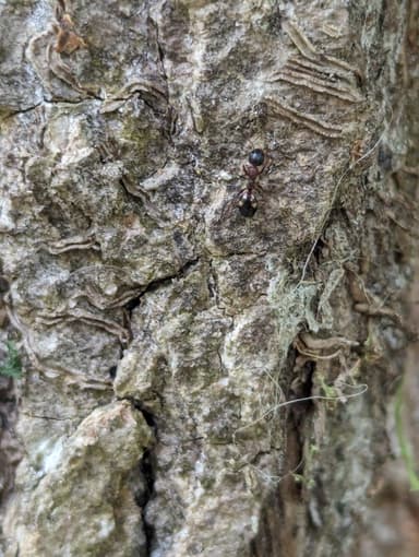 Dolichoderus quadripunctatus photo 32