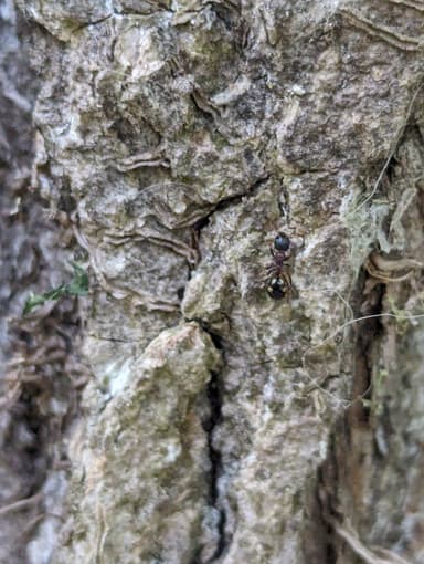 Dolichoderus quadripunctatus photo 33