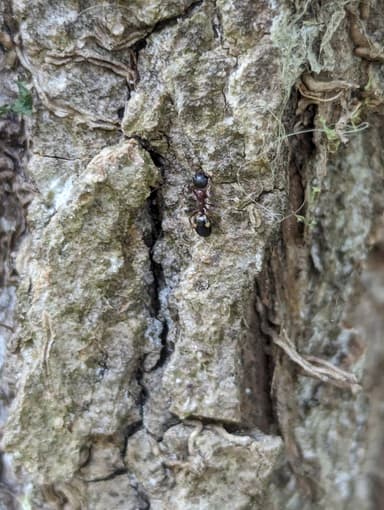Dolichoderus quadripunctatus photo 34