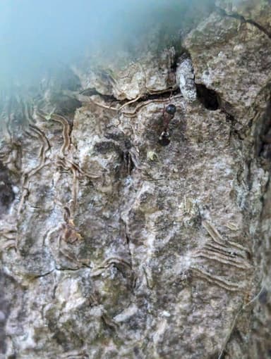Dolichoderus quadripunctatus photo 35