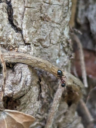 Dolichoderus quadripunctatus photo 36