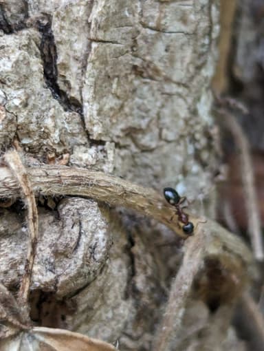 Dolichoderus quadripunctatus photo 37