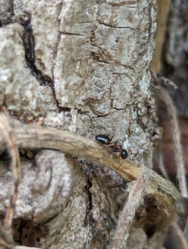 Dolichoderus quadripunctatus photo 38