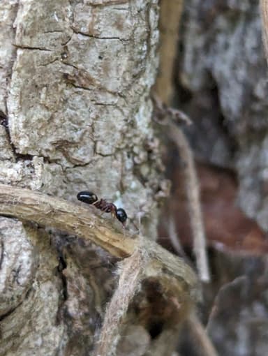 Dolichoderus quadripunctatus photo 40