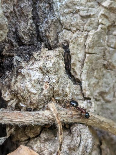 Dolichoderus quadripunctatus photo 41