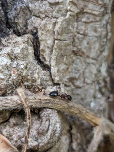 Dolichoderus quadripunctatus photo 42