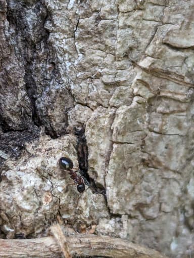Dolichoderus quadripunctatus photo 43