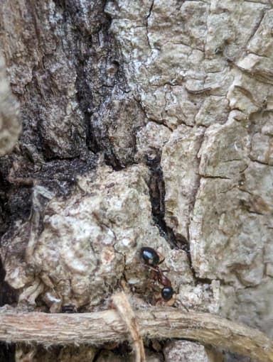 Dolichoderus quadripunctatus photo 44