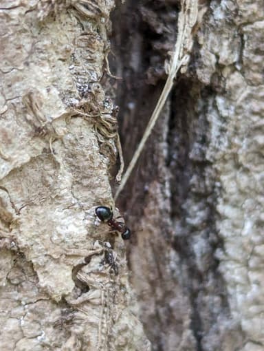 Dolichoderus quadripunctatus photo 45