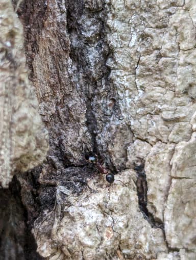 Dolichoderus quadripunctatus photo 46