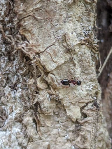 Dolichoderus quadripunctatus photo 47