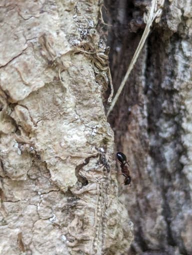 Dolichoderus quadripunctatus photo 48