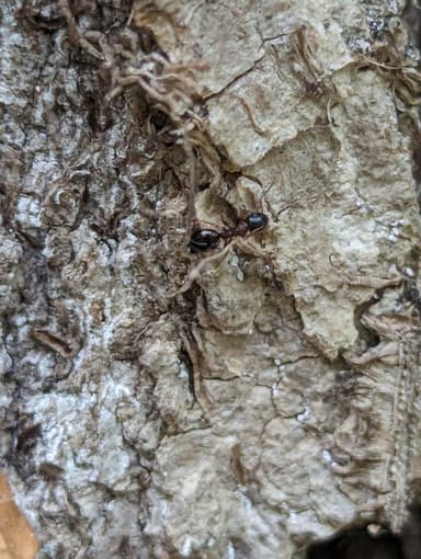 Dolichoderus quadripunctatus photo 49