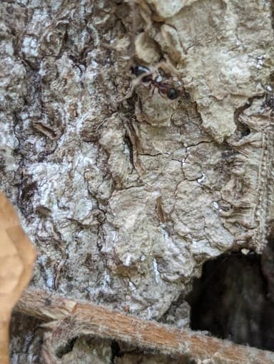 Dolichoderus quadripunctatus photo 50
