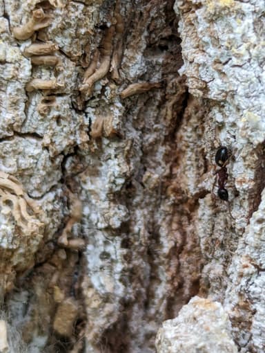 Dolichoderus quadripunctatus photo 51