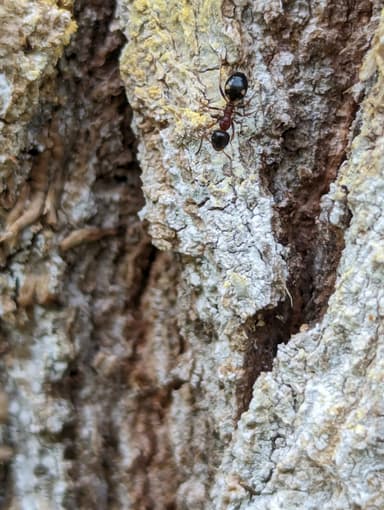 Dolichoderus quadripunctatus photo 52