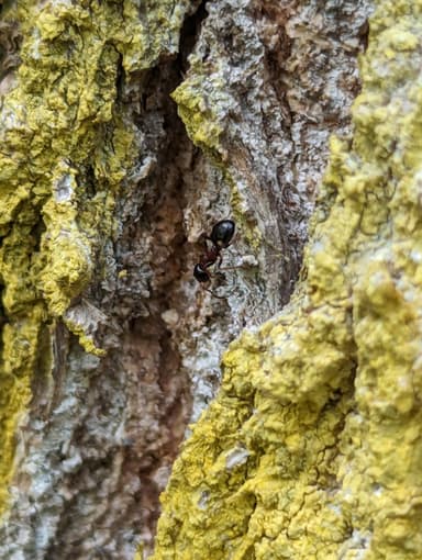 Dolichoderus quadripunctatus photo 53
