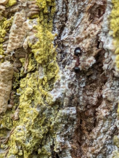 Dolichoderus quadripunctatus photo 54
