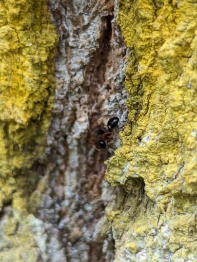 Dolichoderus quadripunctatus photo 55