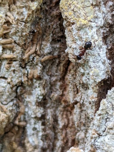 Dolichoderus quadripunctatus photo 56