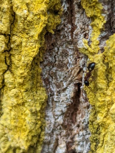 Dolichoderus quadripunctatus photo 57