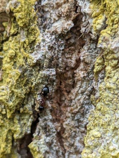 Dolichoderus quadripunctatus photo 58