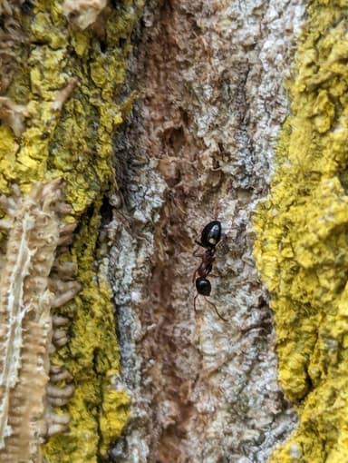 Dolichoderus quadripunctatus photo 60